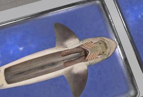 Dissection Simulator: Shark Edition