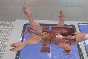 Dissection Simulator: Pig Edition